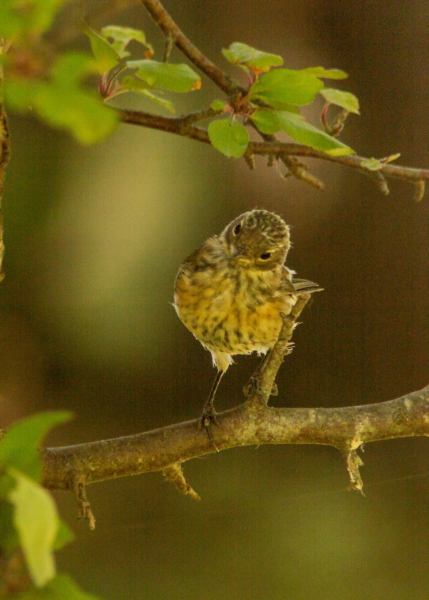 Yellow-rumped Warbler - ML178521171