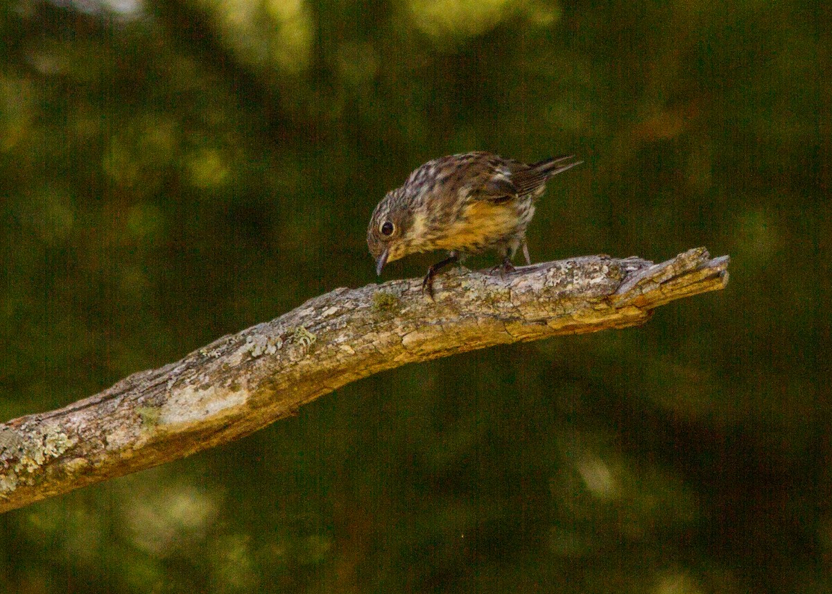 Yellow-rumped Warbler - ML178521181