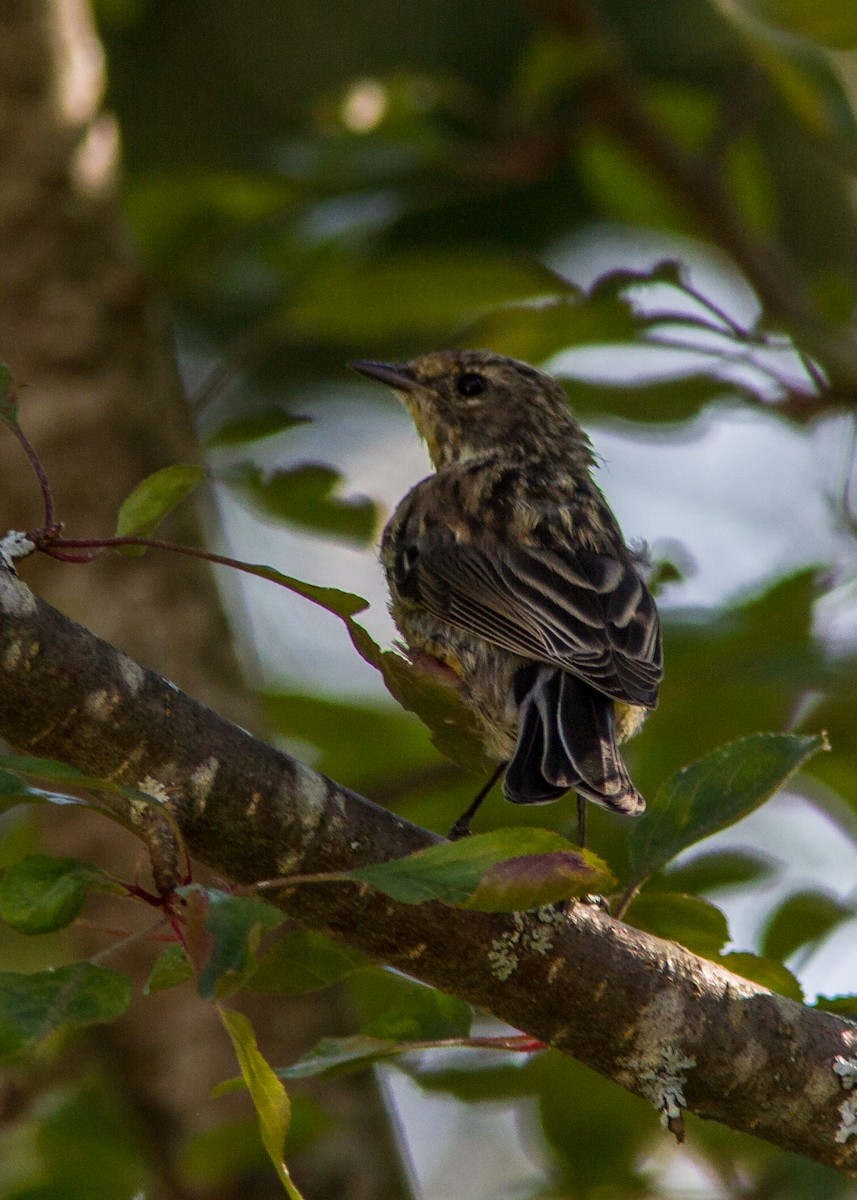 Yellow-rumped Warbler - Marc Boisvert