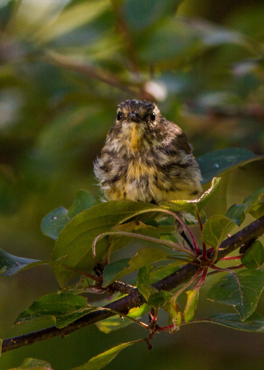 Yellow-rumped Warbler - ML178522301