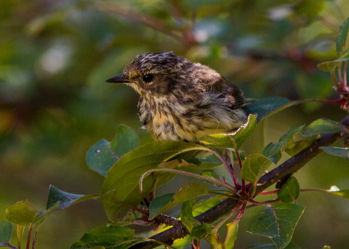 Yellow-rumped Warbler - ML178522311