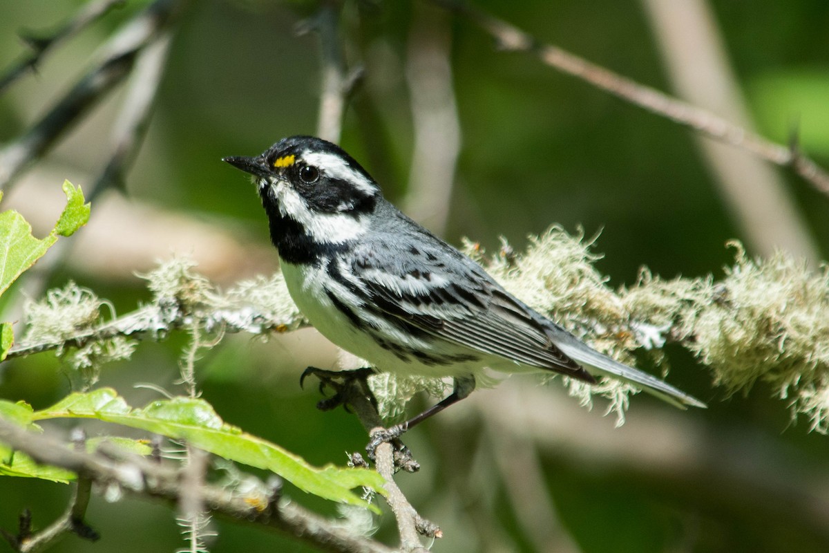 Black-throated Gray Warbler - ML178523981