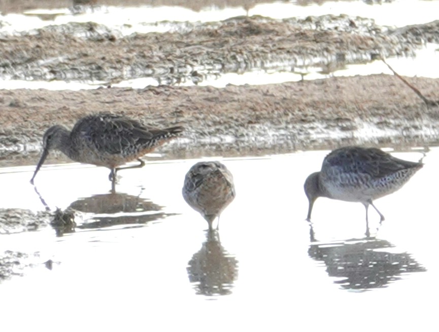 Long-billed Dowitcher - deborah grimes