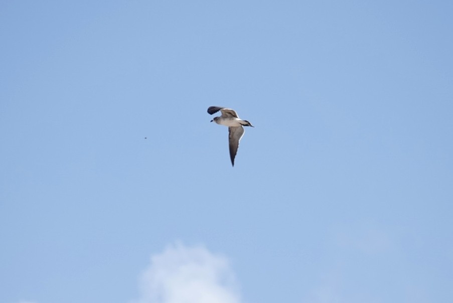 Laughing Gull - deborah grimes