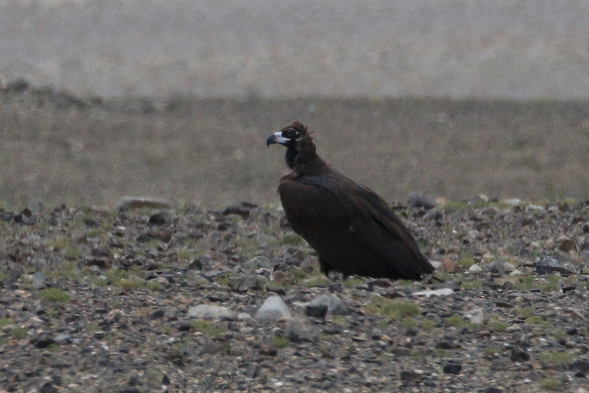 Cinereous Vulture - John Sevenair