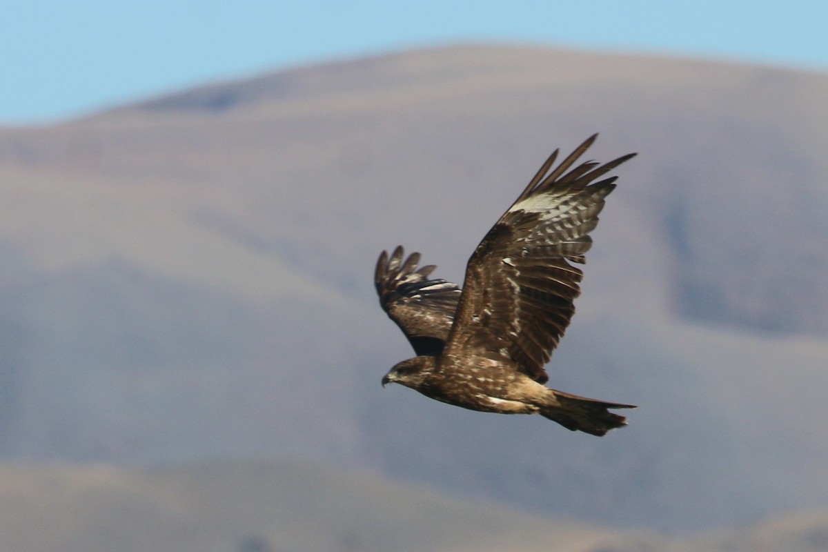 Black Kite - ML178526681