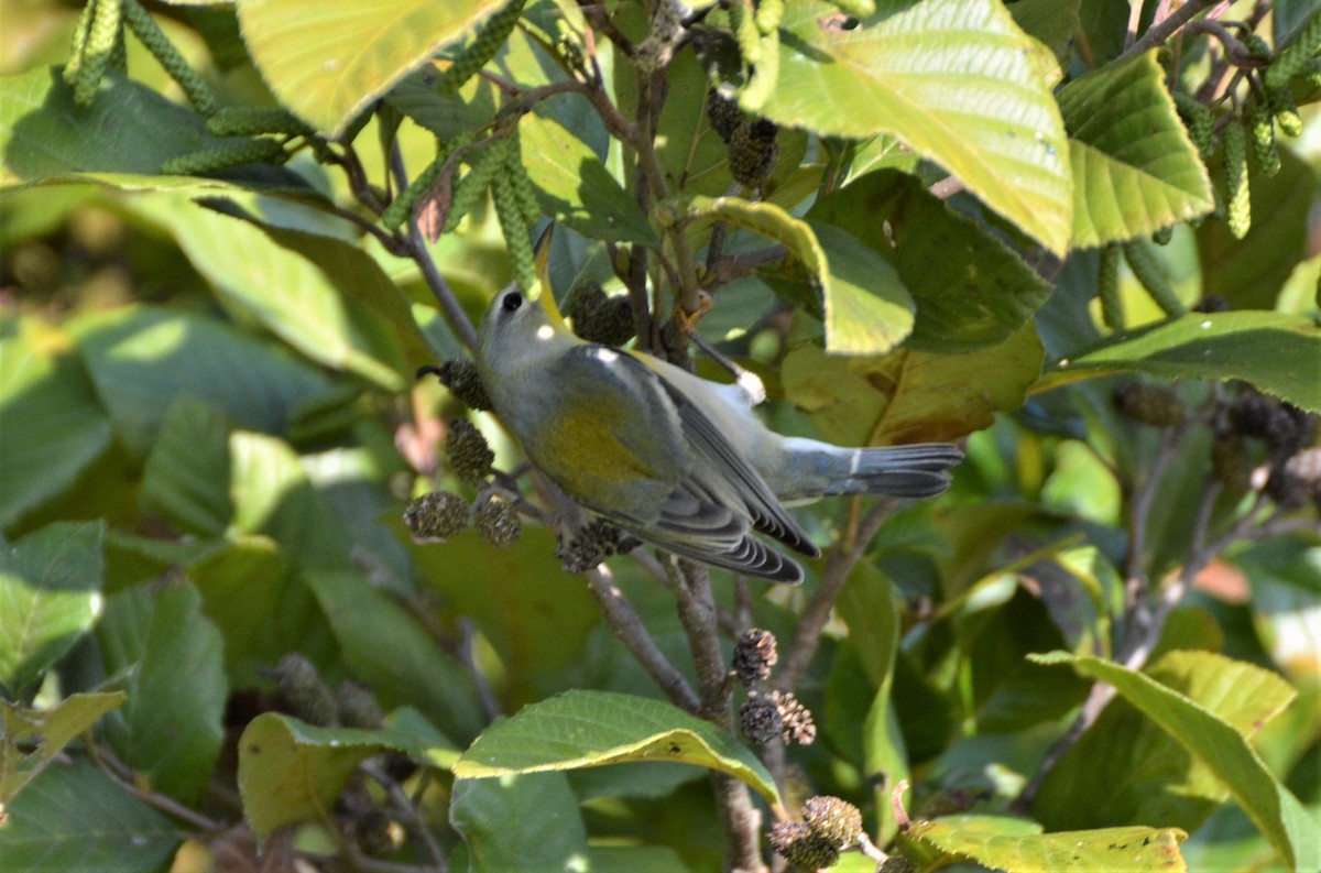 פרולה צפונית - ML178527061