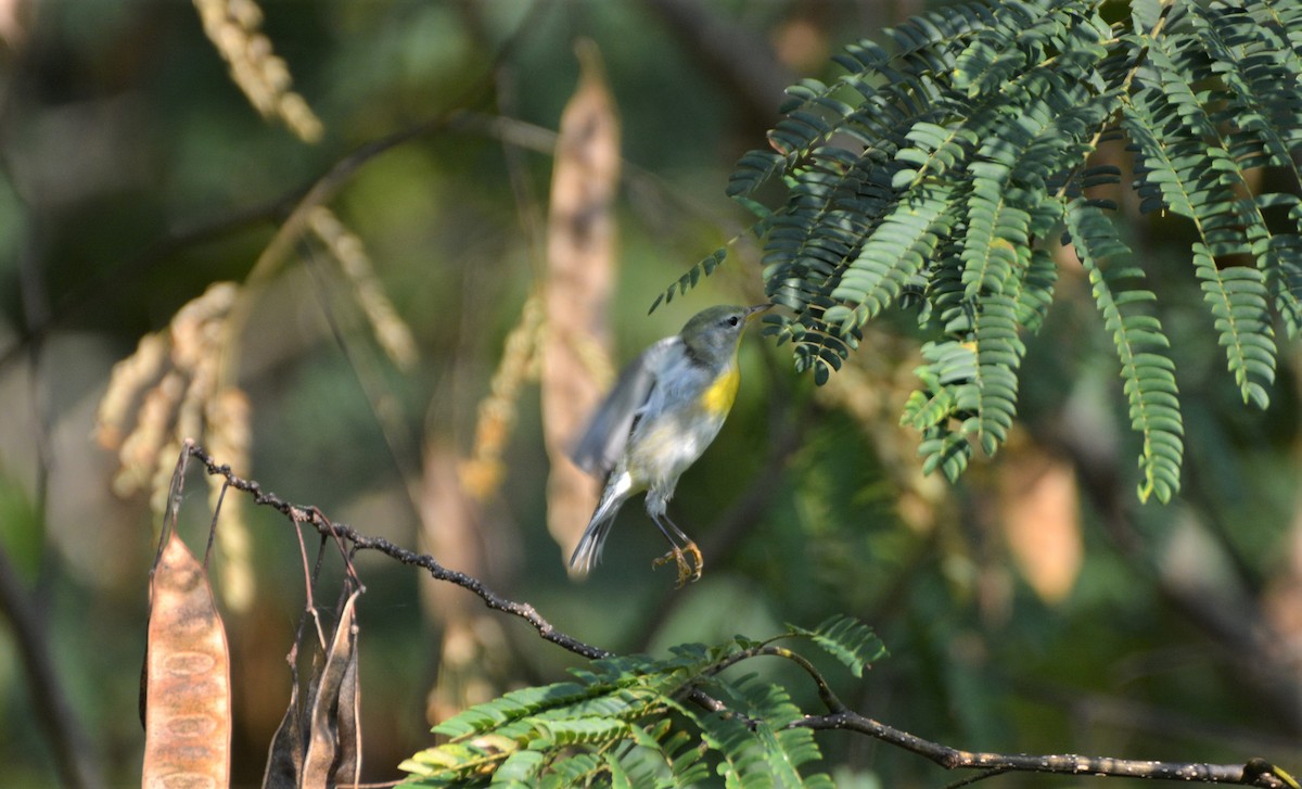 פרולה צפונית - ML178527111