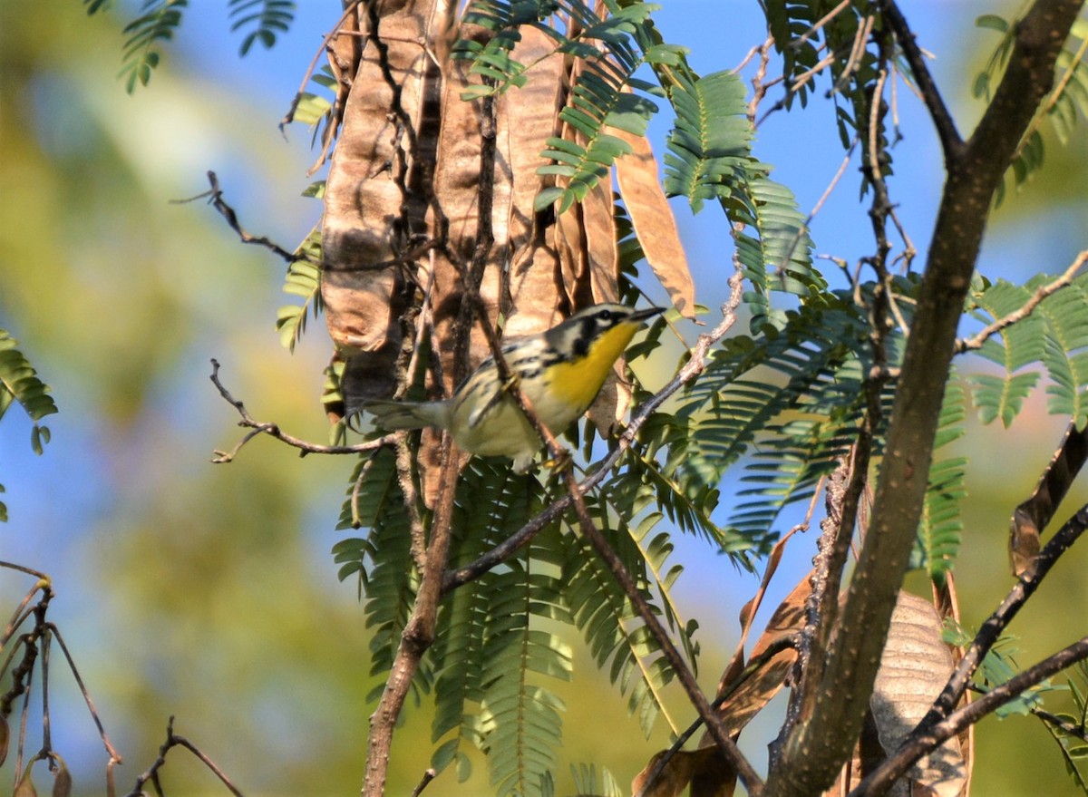Yellow-throated Warbler - ML178527151