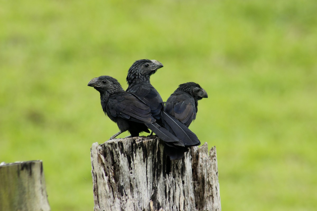 Groove-billed Ani - Alex Cermeno
