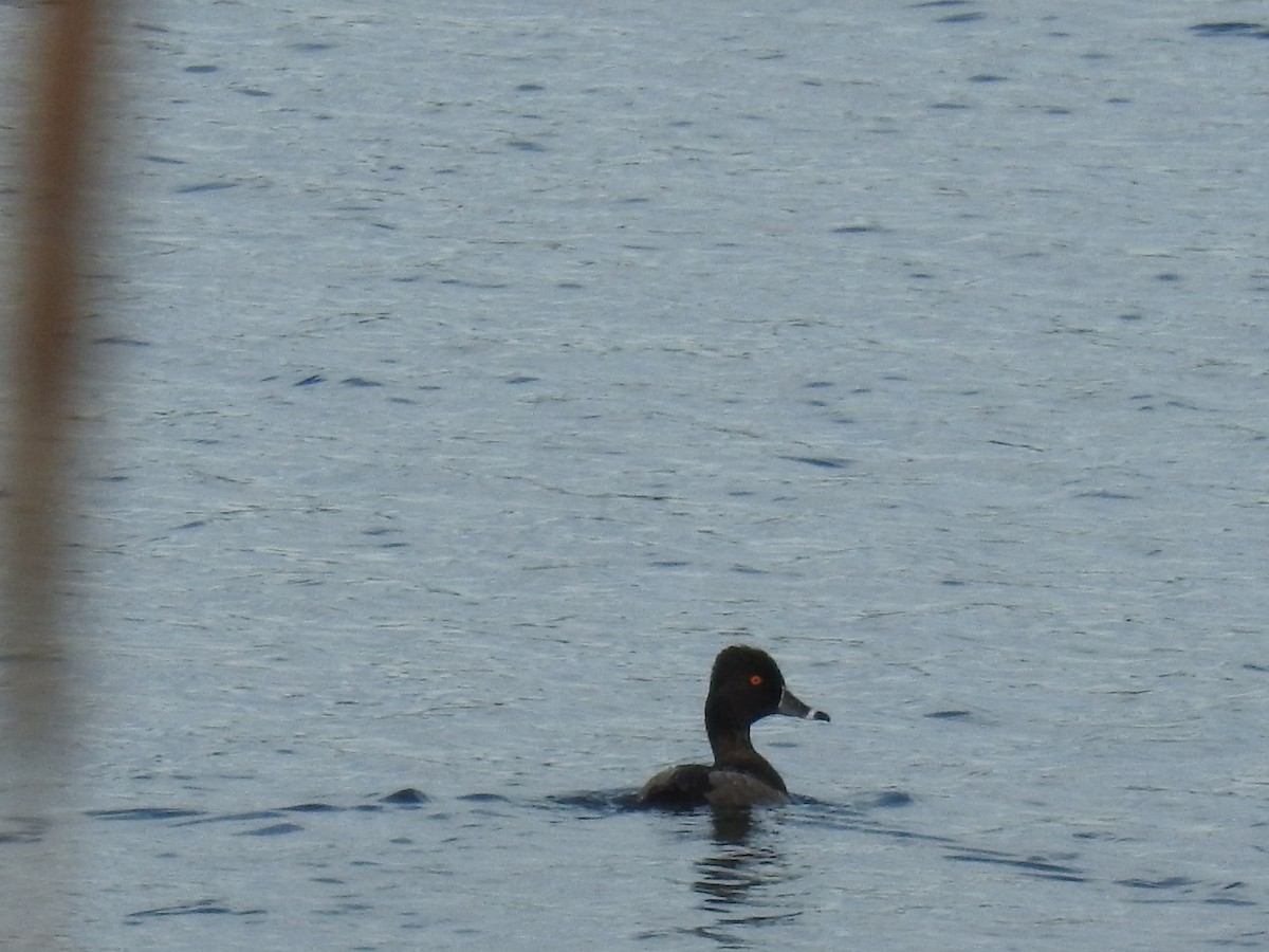 Ring-necked Duck - ML178529371