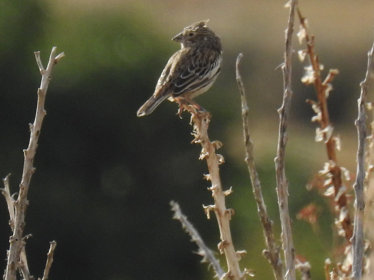 Lark Bunting - ML178529531