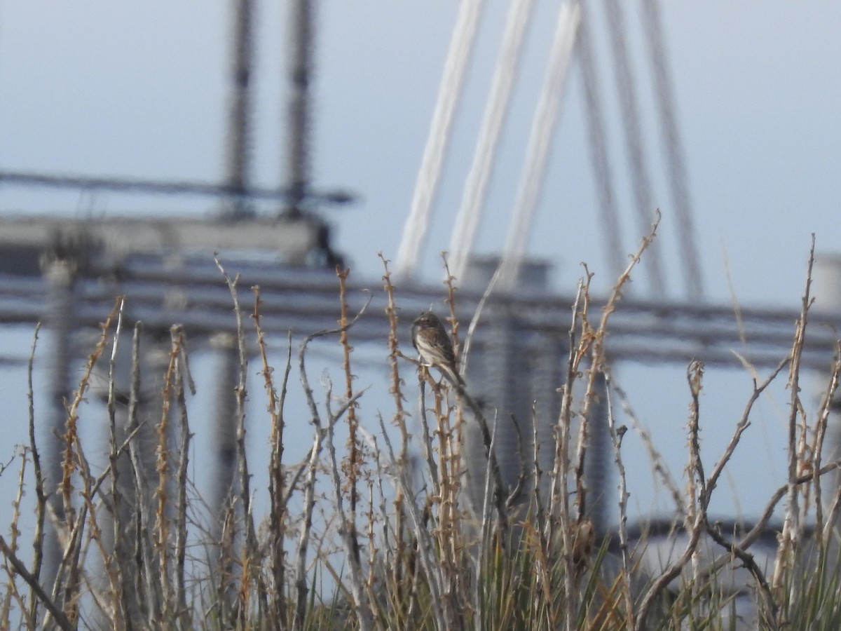 Lark Bunting - ML178529551