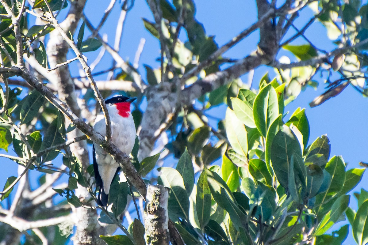 Cherry-throated Tanager - ML178530031