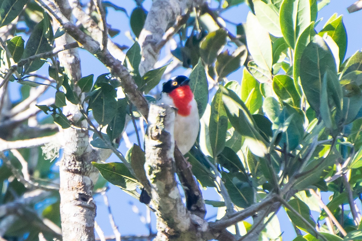 Cherry-throated Tanager - ML178530041