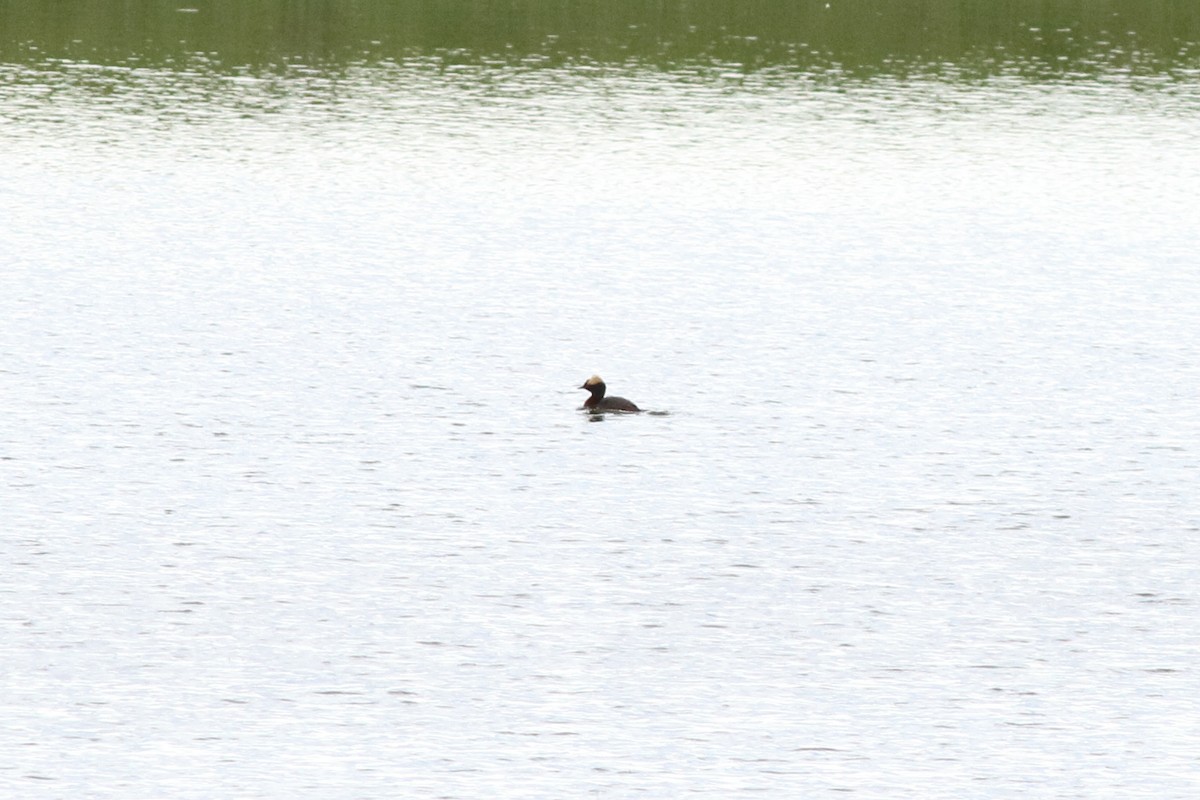 Horned Grebe - ML178531751