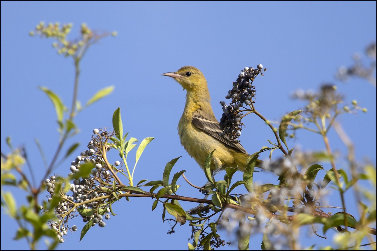 Hooded Oriole - ML178532471