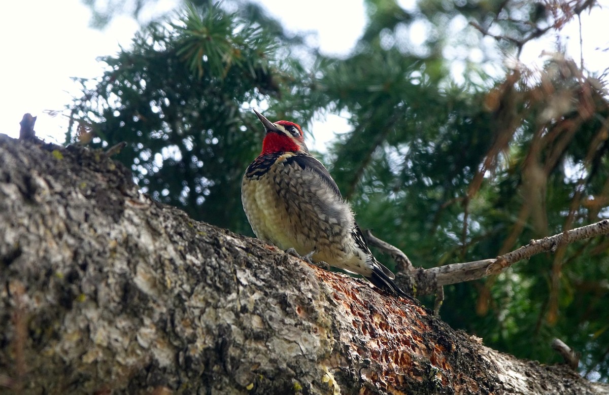 Red-naped Sapsucker - Mark Penninger