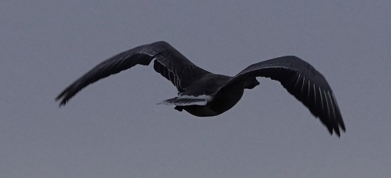 Pink-footed Goose - eero salo-oja