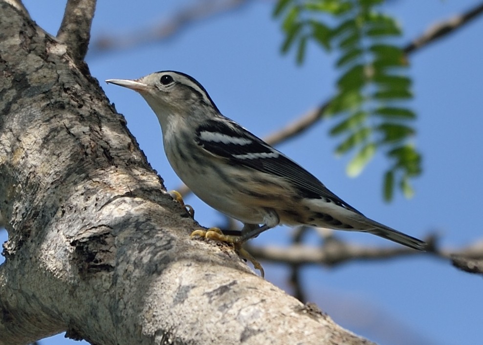 Black-and-white Warbler - ML178533981