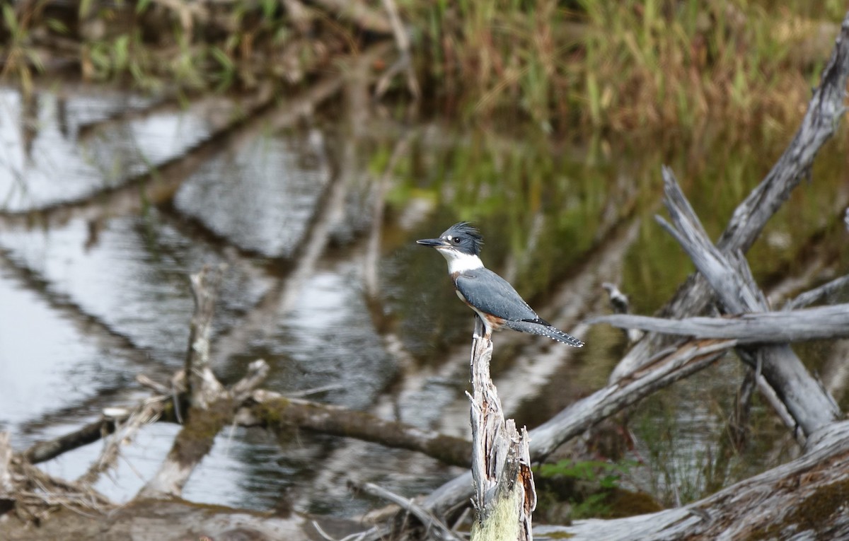 Belted Kingfisher - Mark Penninger