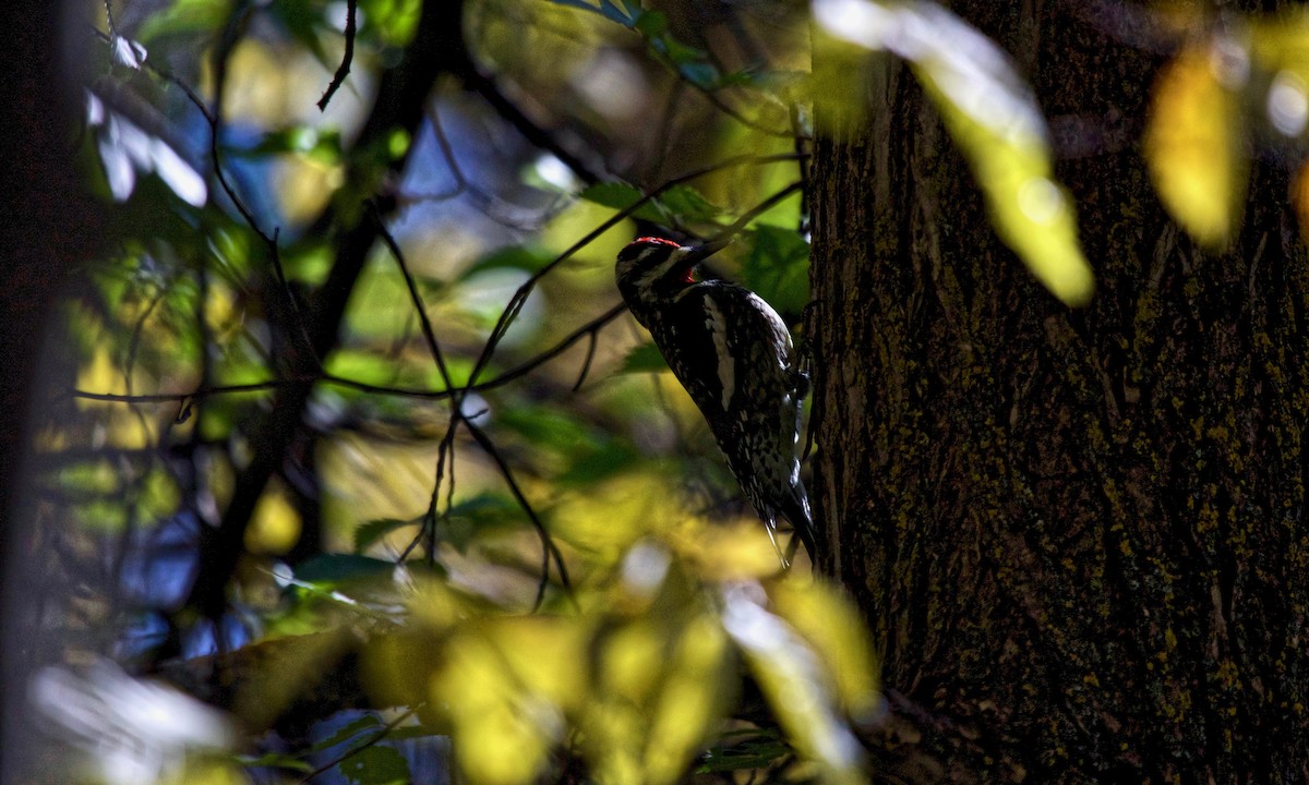 Yellow-bellied Sapsucker - ML178534531