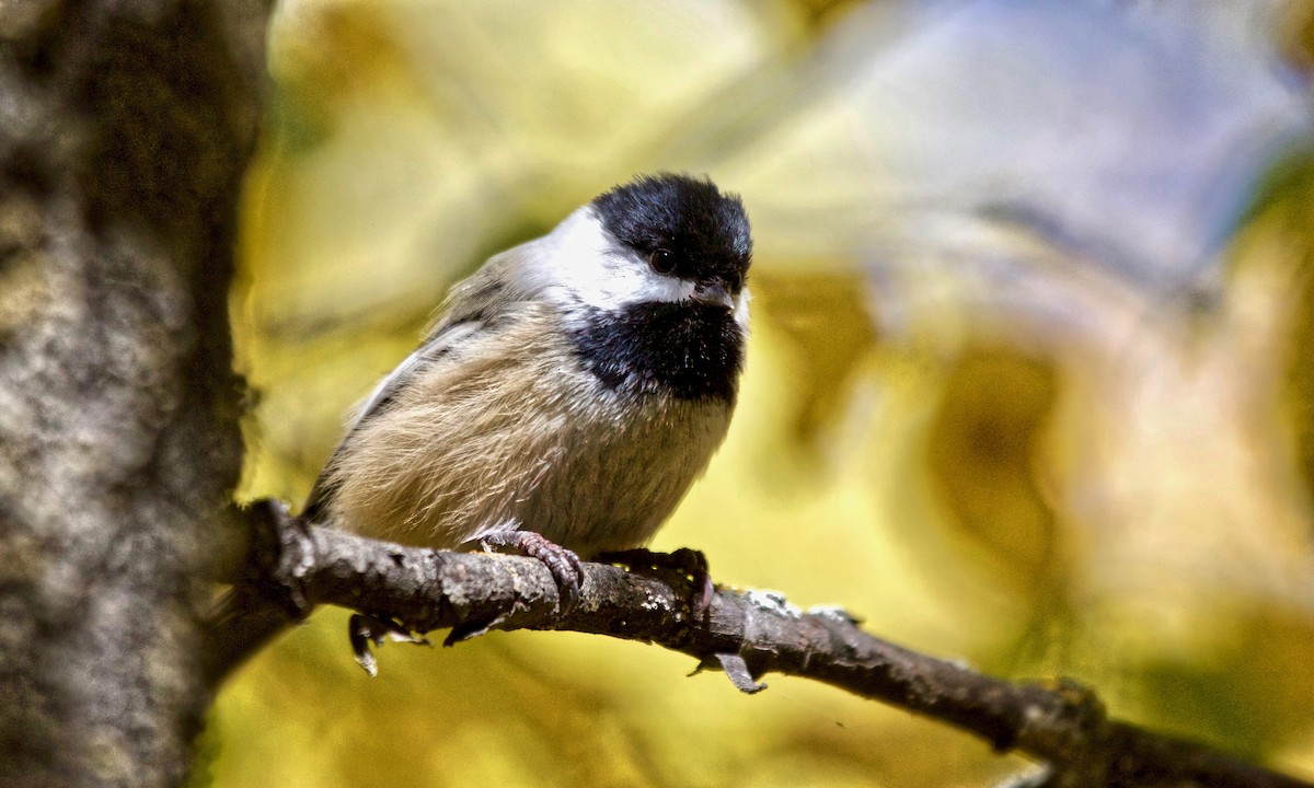 Black-capped Chickadee - ML178534541