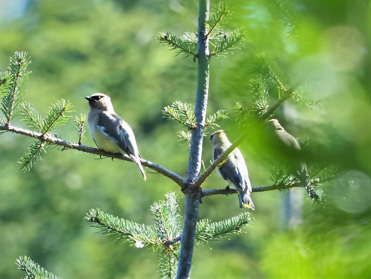 Cedar Waxwing - ML178536051