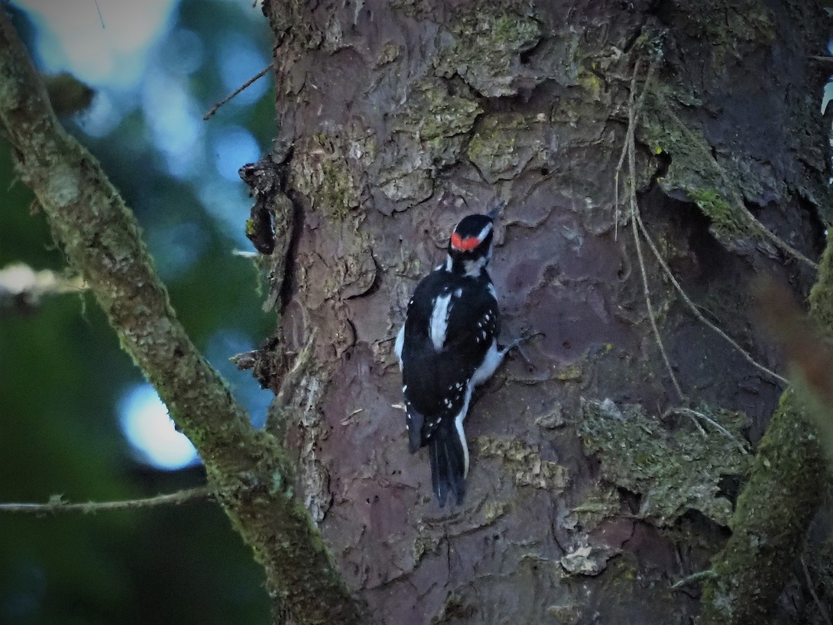 Hairy Woodpecker - ML178536151