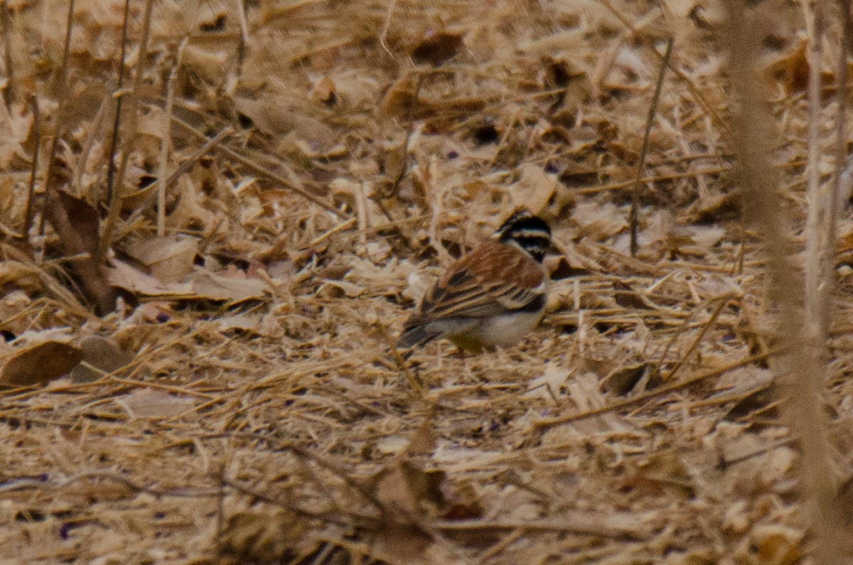 Golden-breasted Bunting - Kyle Finn