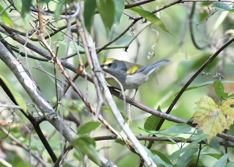 Golden-winged Warbler - ML178536611