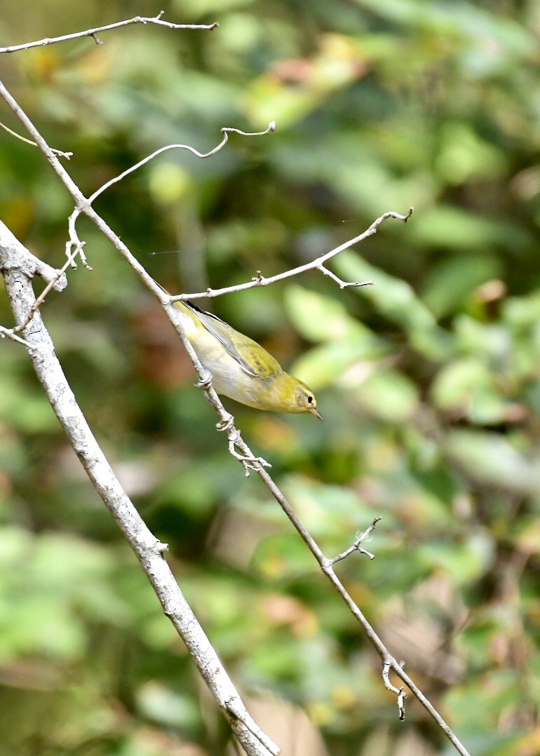 møllparula - ML178536741