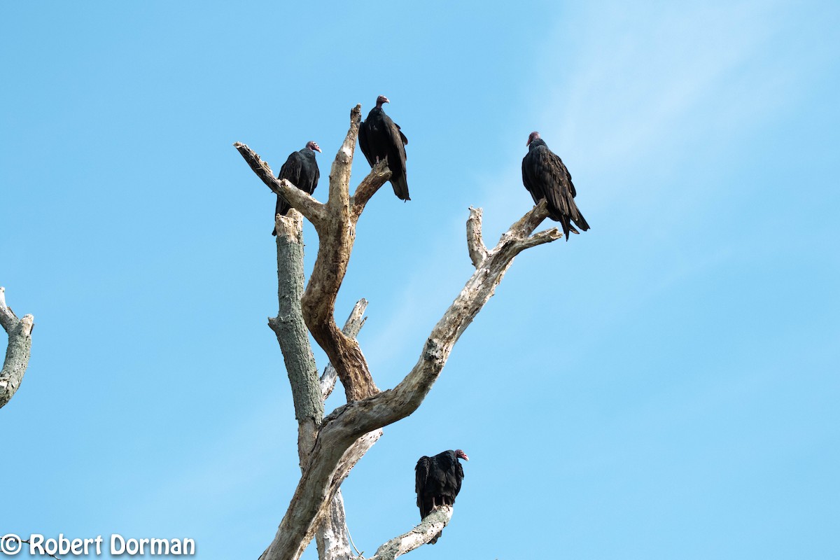 Turkey Vulture - Robert Dorman