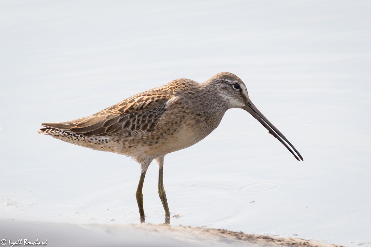 Long-billed Dowitcher - Lyall Bouchard