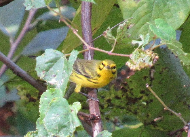 Prairie Warbler - ML178541321
