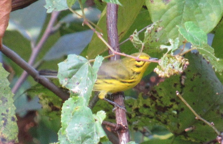 Prairie Warbler - ML178541351