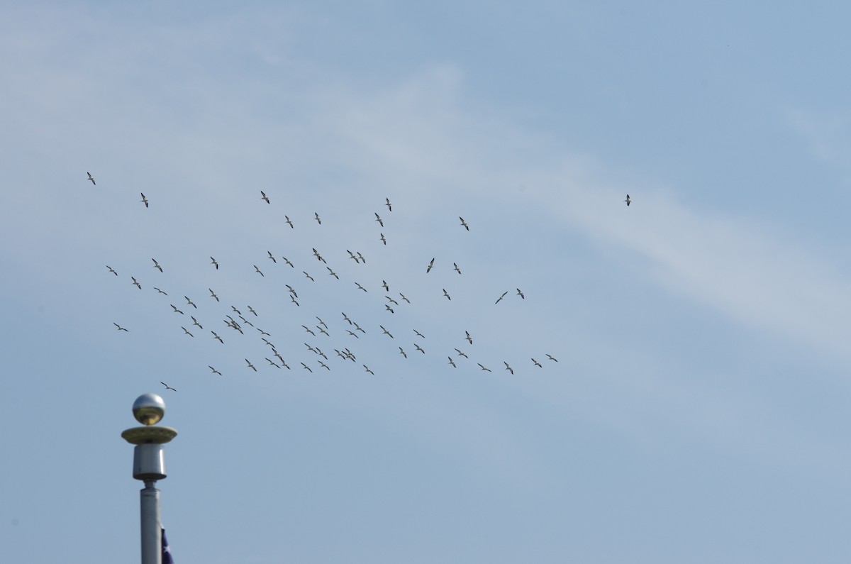 American White Pelican - ML178542731