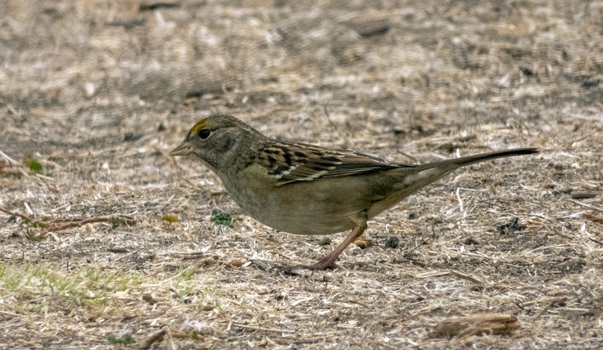 Golden-crowned Sparrow - ML178542871