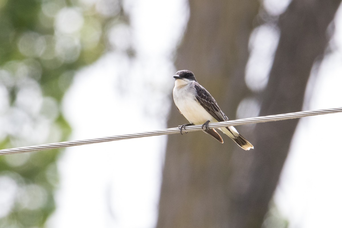 Eastern Kingbird - ML178546121