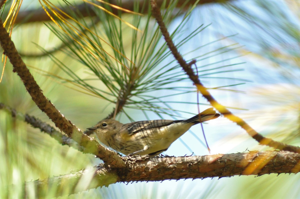 Yellow-rumped Warbler (Myrtle) - Steve Kinsley