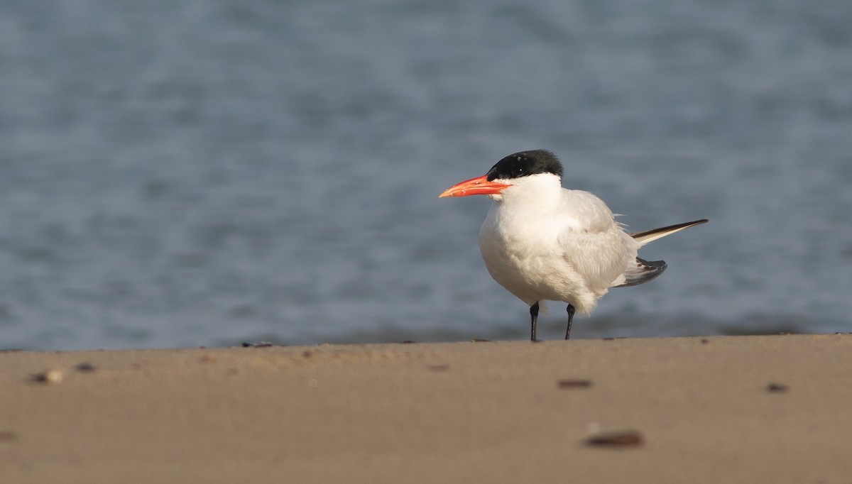 Caspian Tern - ML178547121