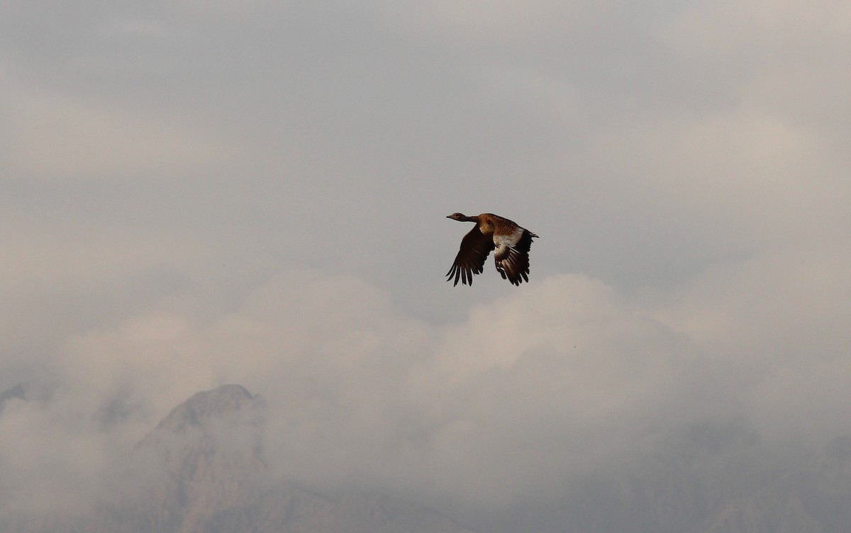 drop velký - ML178547171