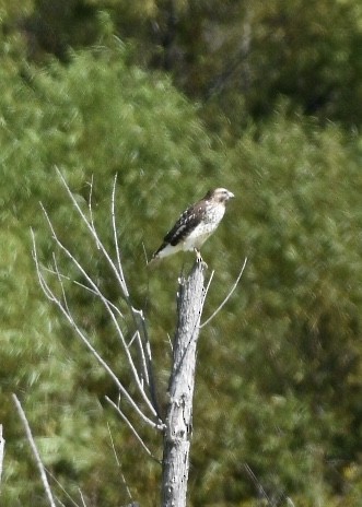 Red-tailed Hawk - ML178547351