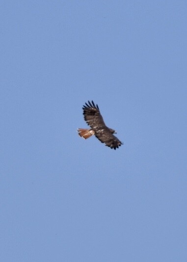 Red-tailed Hawk - ML178547361