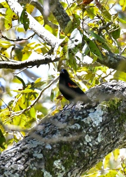 Red-winged Blackbird - ML178547931