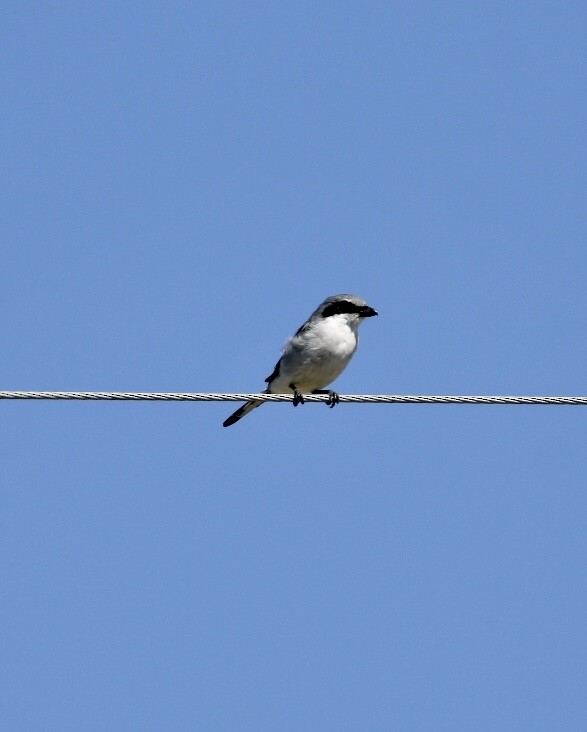 Loggerhead Shrike - ML178548231