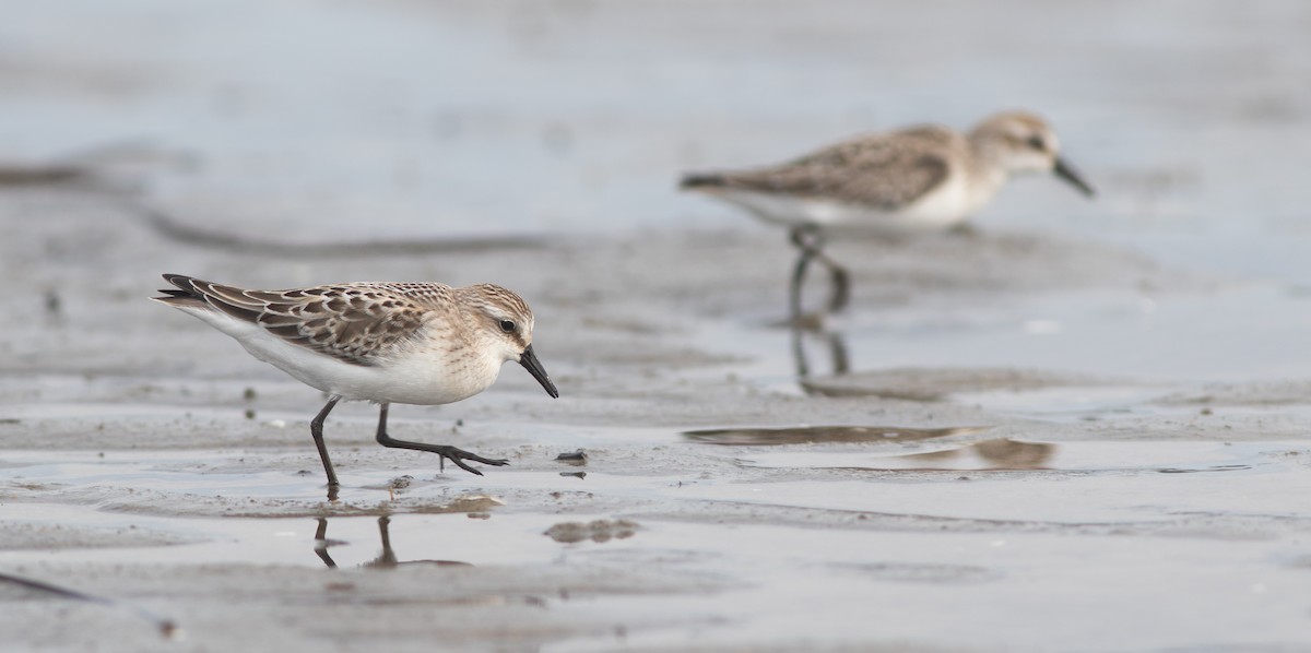 Semipalmated Sandpiper - Doug Hitchcox