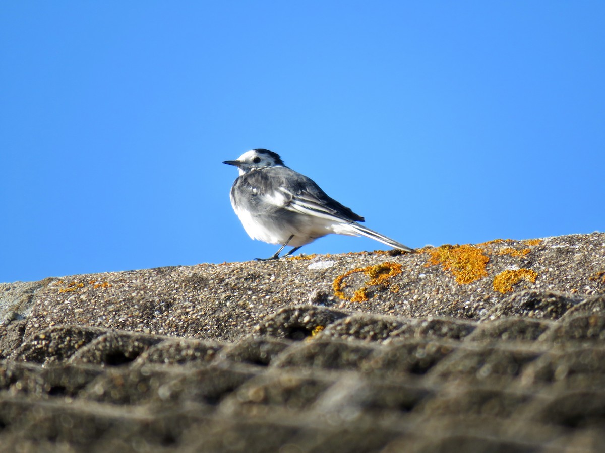 White Wagtail (British) - ML178548771
