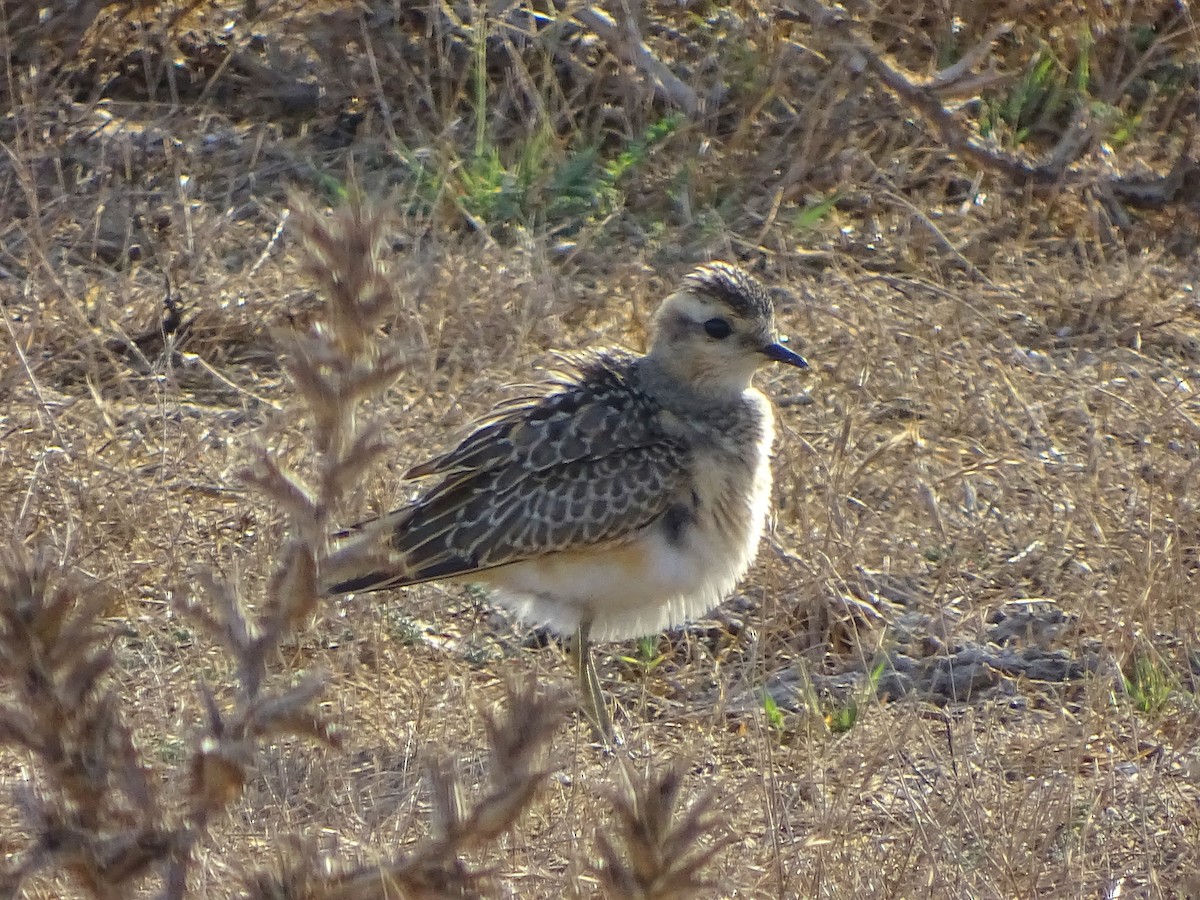 Eurasian Dotterel - Antonio Jesús Sepúlveda