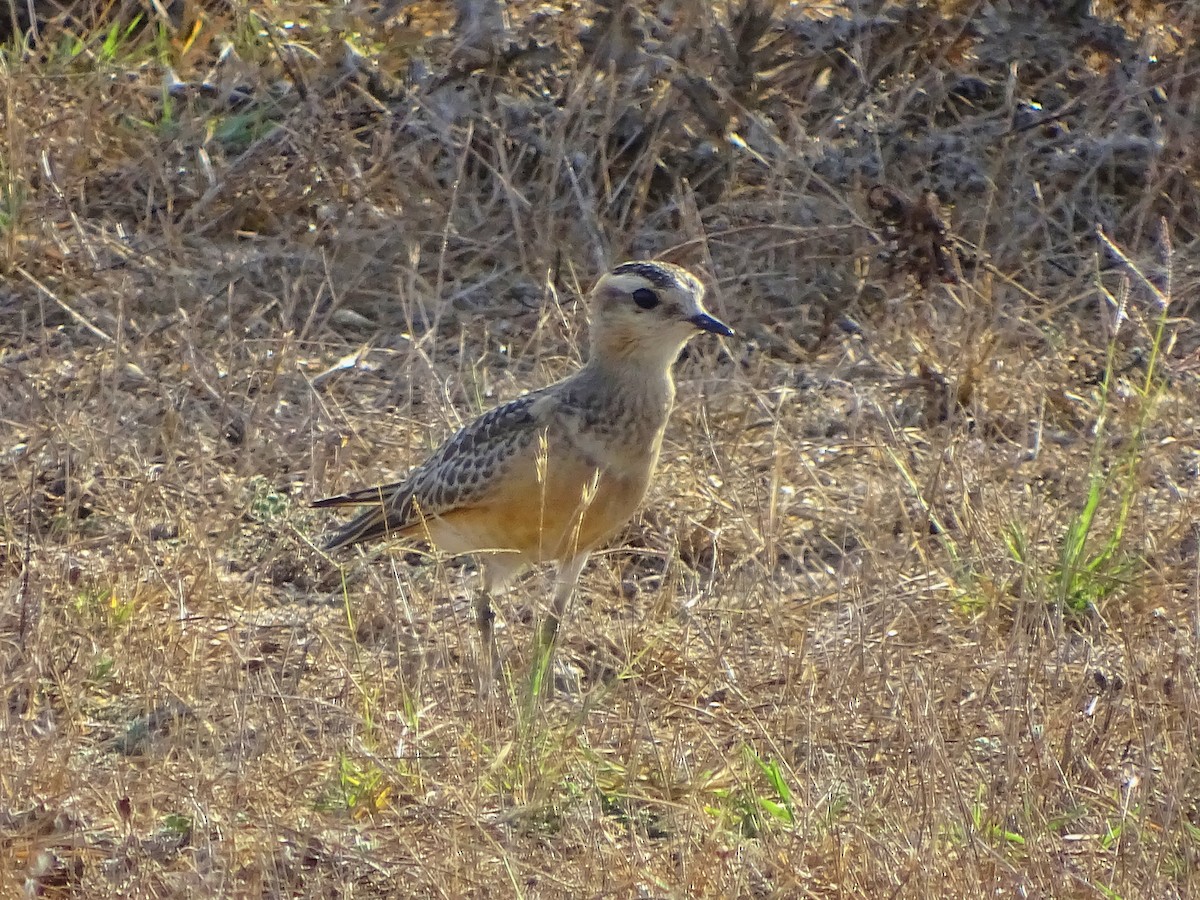 Eurasian Dotterel - Antonio Jesús Sepúlveda